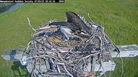 7:3 Osprey eggs not yet hatched.png