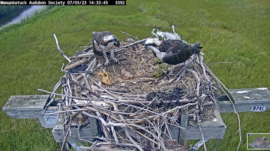 Male inspects 3 eggs, 2023-07-03 at 2.21.17 PM.png