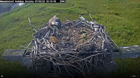 Stretch break!  Then resumed incubating.  07-03 at 5.58.21 PM.png