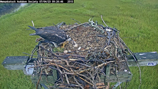 Mom osprey feeds chick fish.png