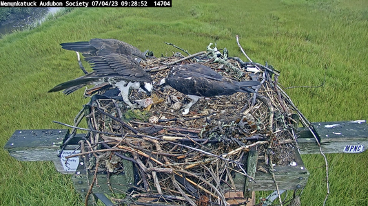 Dad osprey sees chick and removes remains of fish.png