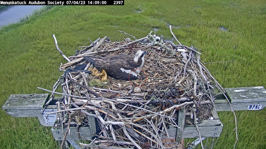 chick #1 peeking out from under Mom.png