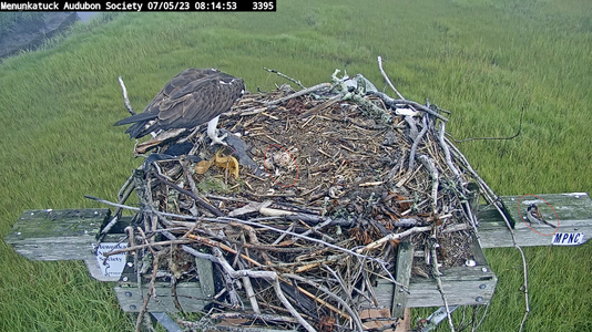 2 day old chick size of sparrow.png