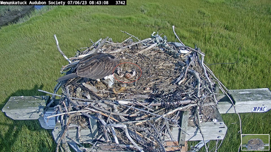 2 chicks; #1 being fed.png