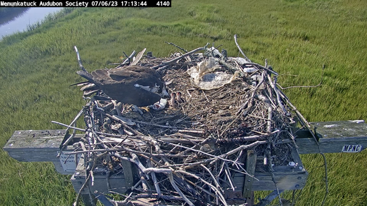 2 chicks being fed.png