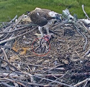 Mom feeds 2 chicks.jpeg