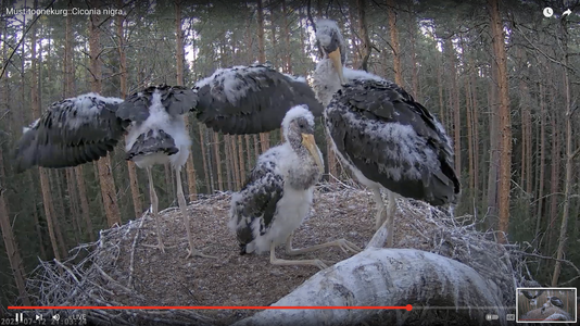 Wing stretch; preening  2023-07-12 .png