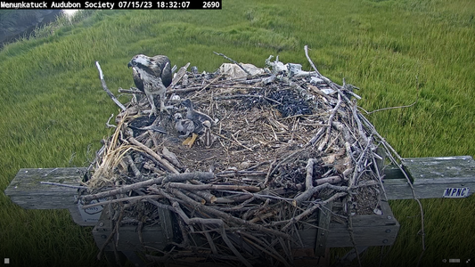 3 osprey chicks on 7:15:23.png