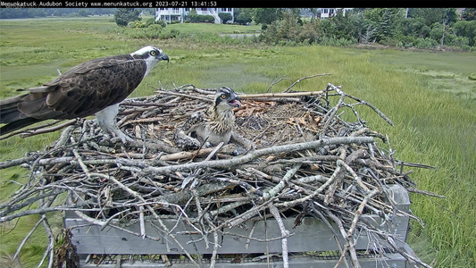 cute juvenile osprey chick in Clnton CT.png