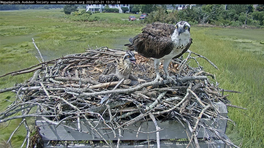 Mom osprey and chick in Clinton, CT.png