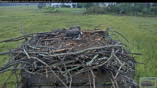 Osprey chick feeds himself.png