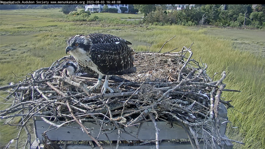 Green band on right leg of larger chick.png