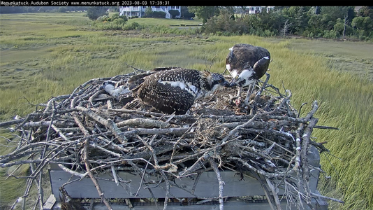 larger chick with green leg band being fed.png