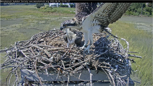 older chick doing wing exercises.png