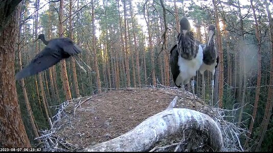 stork chick's first flight.jpg