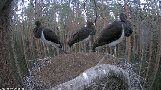 Stork nest now....png