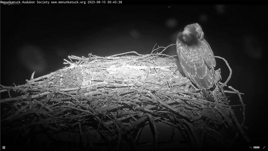 The other chick is making noise on the camera stand.png