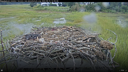 Both chicks have begun to fly!.png