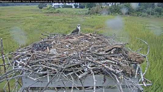 Parent on nest.png