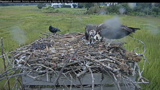 parnt feeds younger chick; crow visits nest.png