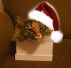 ChristmasThing2of2Kitty.jpg