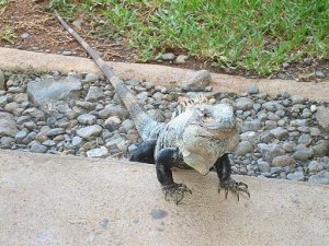 Iguana v2.JPG