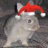 ChristmasDMBsGirlbunny!.jpg