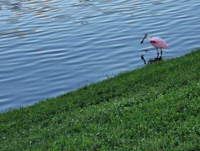 rosetteSpoonbill2.jpg