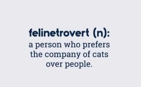 felinetrovert.jpg