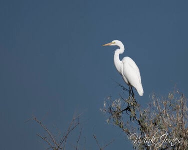 Snpowy Egret 180-600-.jpg