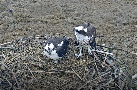 Female on the right; plastic bag is gone from foot.png