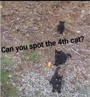 where'sthefourthcat.jpg