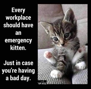 emergencykitten.jpg