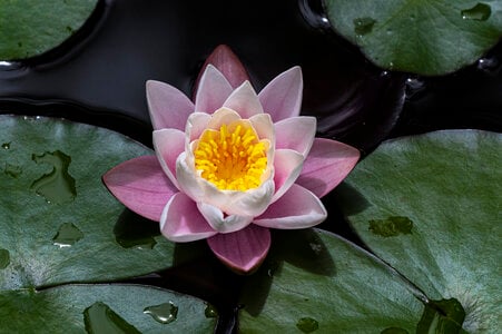 Lily pad flower -5469.jpg