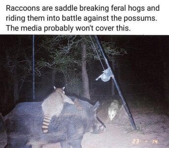 raccoonsferalhogs.jpg