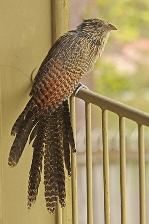 Pheasant_Coucal.jpg