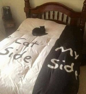 catsidemyside.jpg