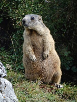 marmot-7562622_1920.jpeg