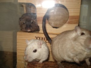 lf gerbils.jpg