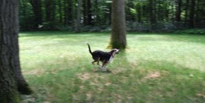 lucy running 1.JPG