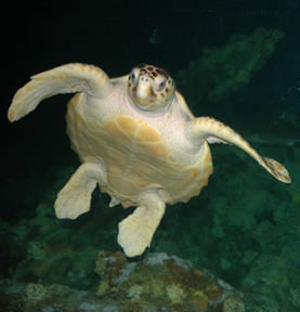 Copy of loggerheadpks.jpg