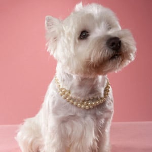 Dog Wearing Pearls