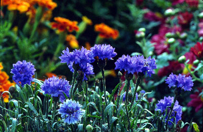 Cornflowers.jpg