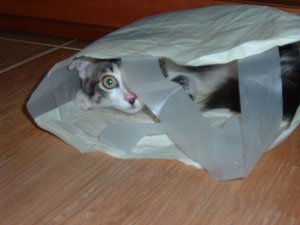 catinbag.jpg