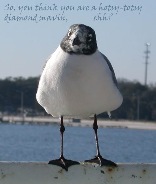 seagull1253.jpg